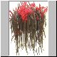 Aporocactus_flagriformis.jpg
