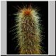 Cleistocactus_smaragdiflorus.JPG