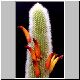 Cleistocactus_wendlandiorum.jpg